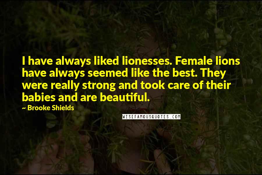 Brooke Shields quotes: I have always liked lionesses. Female lions have always seemed like the best. They were really strong and took care of their babies and are beautiful.