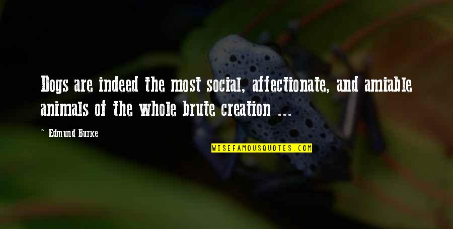 Brute Quotes By Edmund Burke: Dogs are indeed the most social, affectionate, and