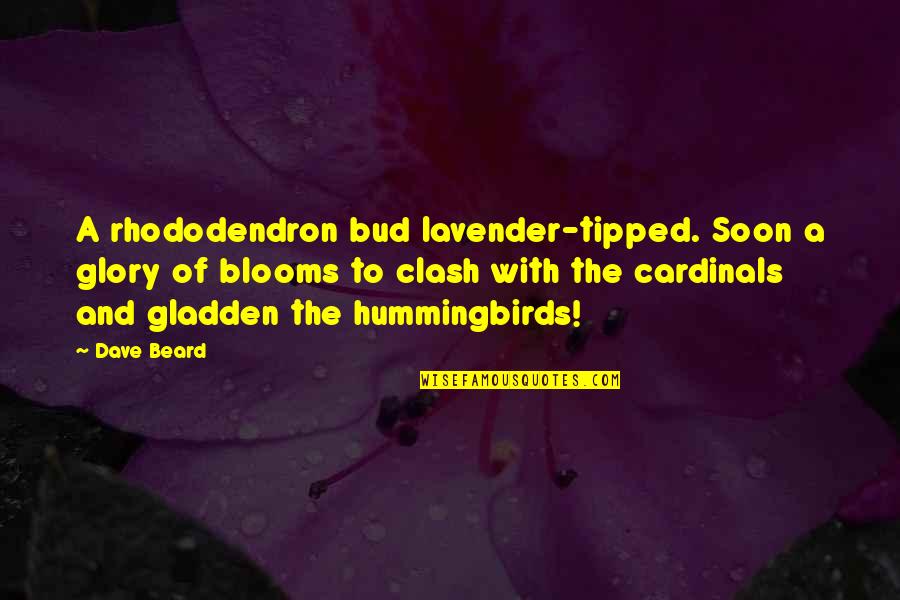 Bud Quotes By Dave Beard: A rhododendron bud lavender-tipped. Soon a glory of