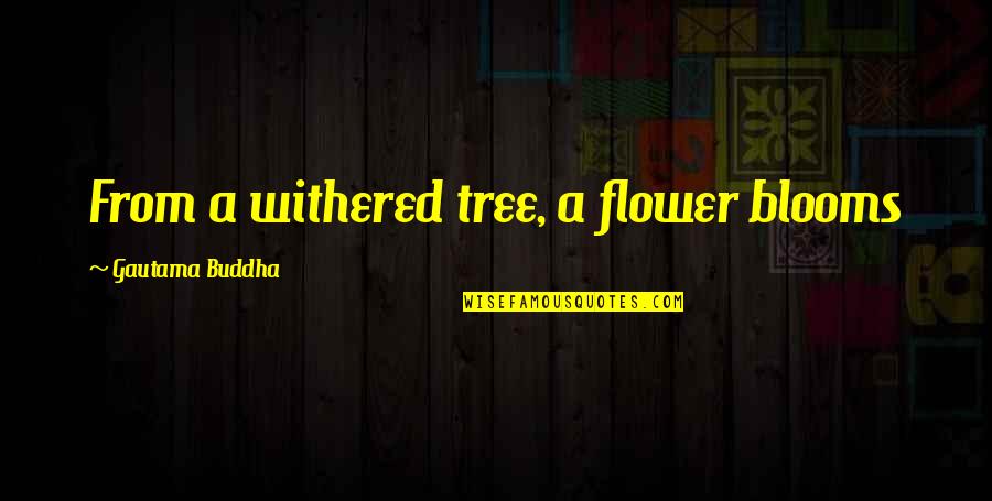 Buddha Quotes By Gautama Buddha: From a withered tree, a flower blooms