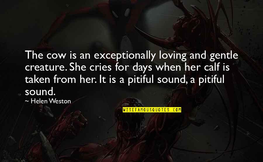 Bulles En Quotes By Helen Weston: The cow is an exceptionally loving and gentle