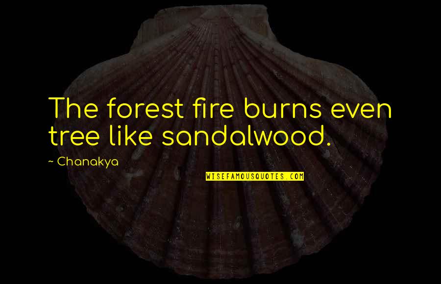 Burns Quotes By Chanakya: The forest fire burns even tree like sandalwood.