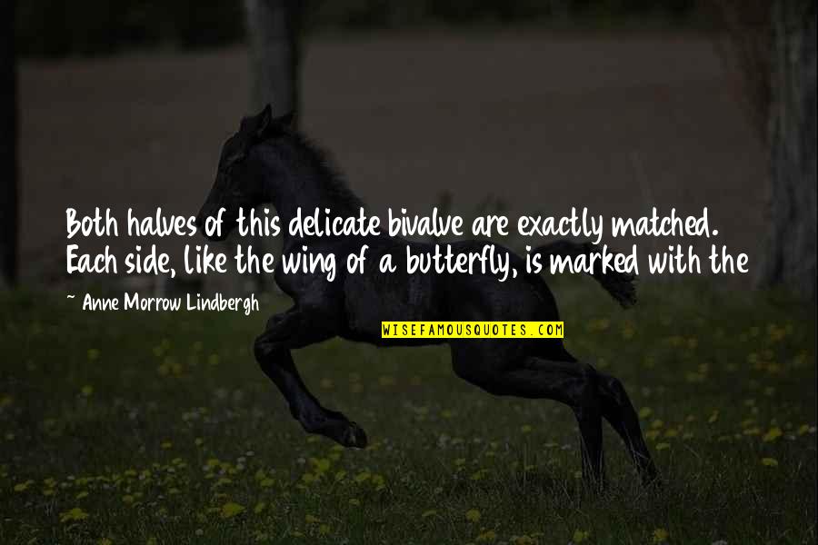 Butterfly Wing Quotes By Anne Morrow Lindbergh: Both halves of this delicate bivalve are exactly Butterfly Wing Quotes By Anne Morrow Lindbergh: Both halves of this delicate bivalve are exactly