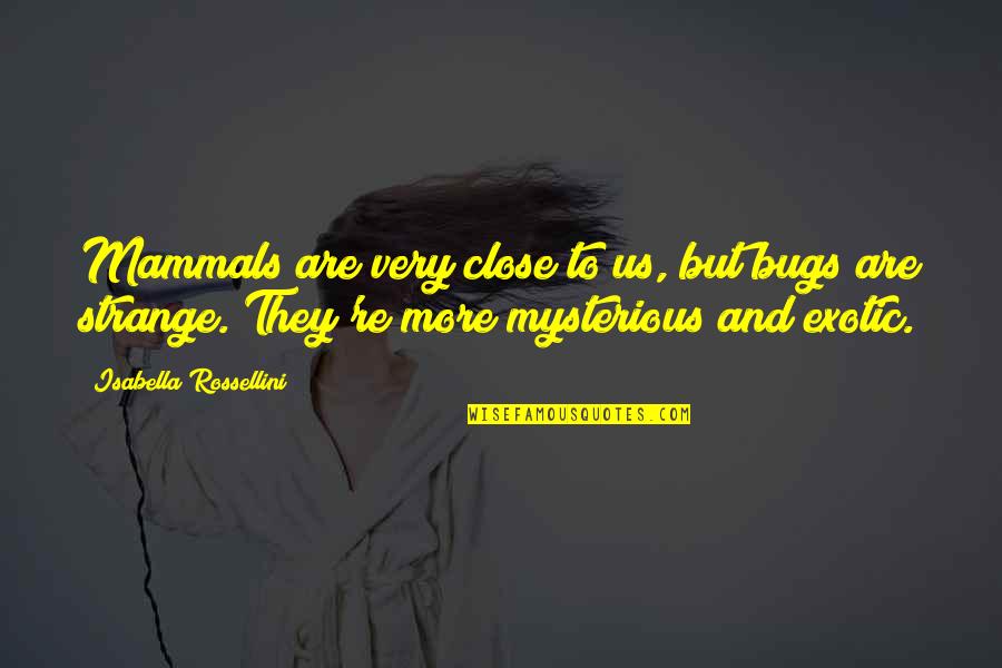 Byllye Boardman Quotes By Isabella Rossellini: Mammals are very close to us, but bugs Byllye Boardman Quotes By Isabella Rossellini: Mammals are very close to us, but bugs