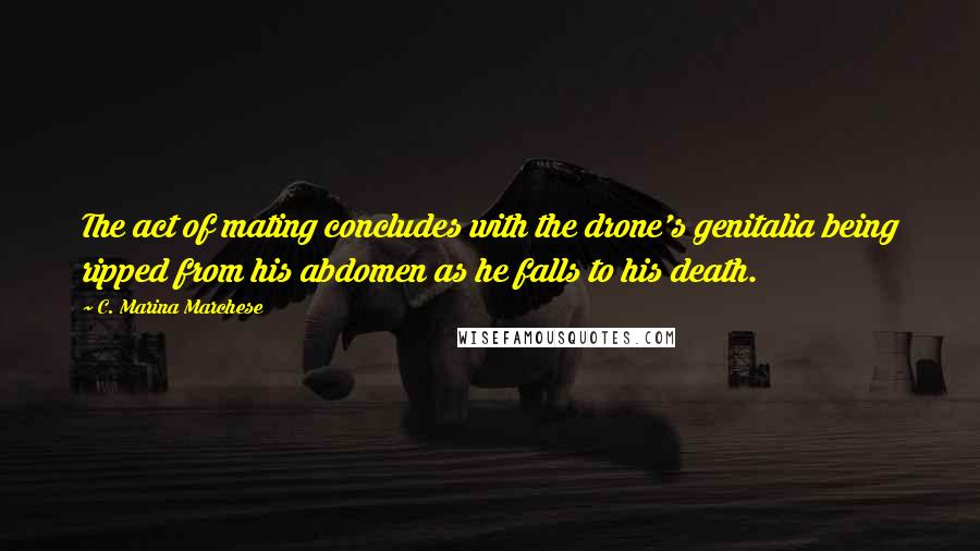 C. Marina Marchese quotes: The act of mating concludes with the drone's genitalia being ripped from his abdomen as he falls to his death.