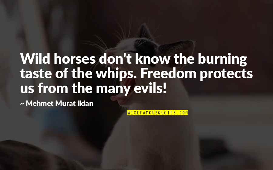 Cacace Frank Quotes By Mehmet Murat Ildan: Wild horses don't know the burning taste of