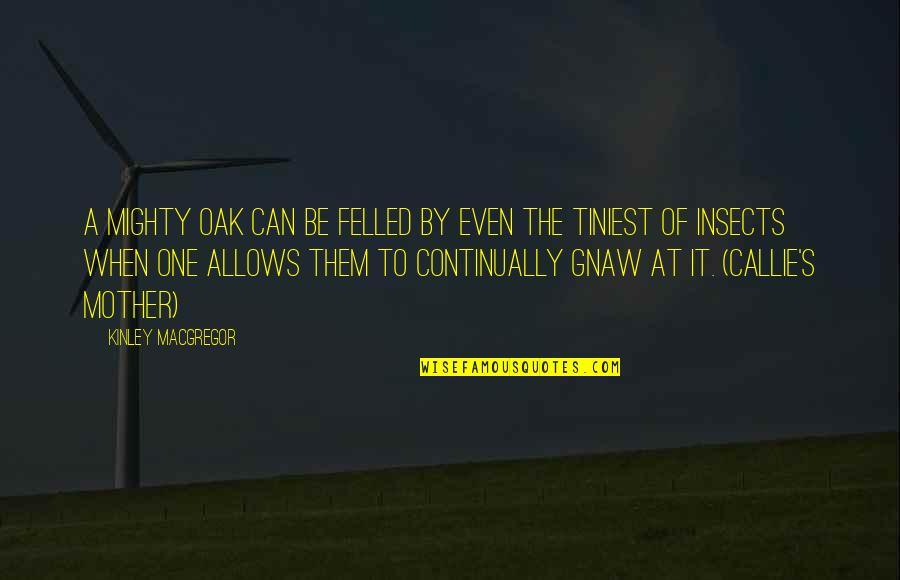 Callie Quotes By Kinley MacGregor: A mighty oak can be felled by even Callie Quotes By Kinley MacGregor: A mighty oak can be felled by even