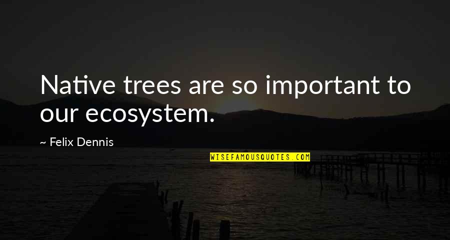 Caminhar Na Quotes By Felix Dennis: Native trees are so important to our ecosystem.