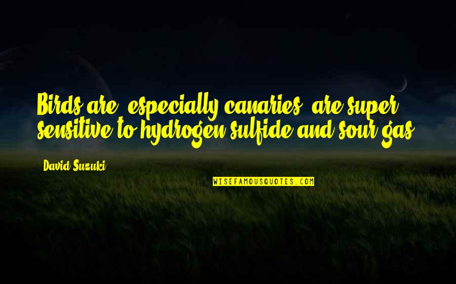 Canaries Quotes By David Suzuki: Birds are, especially canaries, are super sensitive to Canaries Quotes By David Suzuki: Birds are, especially canaries, are super sensitive to