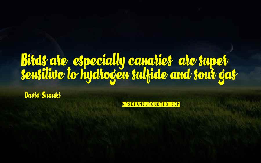 Canaries Quotes By David Suzuki: Birds are, especially canaries, are super sensitive to