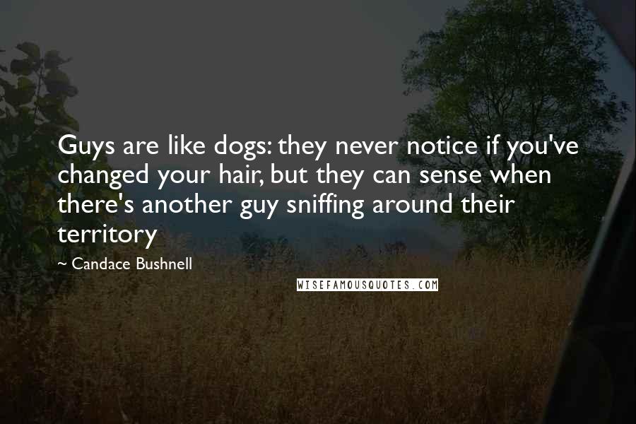 Candace Bushnell quotes: Guys are like dogs: they never notice if you've changed your hair, but they can sense when there's another guy sniffing around their territory