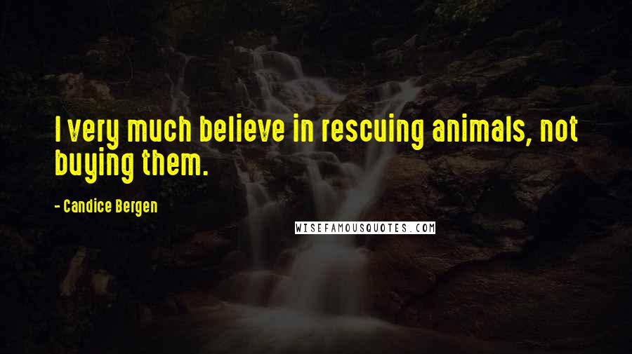 Candice Bergen quotes: I very much believe in rescuing animals, not buying them.