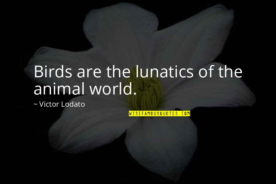 Canibalismo De Animais Quotes By Victor Lodato: Birds are the lunatics of the animal world. Canibalismo De Animais Quotes By Victor Lodato: Birds are the lunatics of the animal world.
