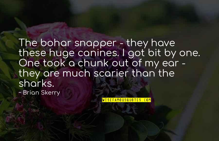 Canines Quotes By Brian Skerry: The bohar snapper - they have these huge Canines Quotes By Brian Skerry: The bohar snapper - they have these huge