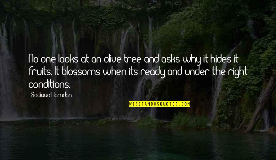 Cantiknya Adik Quotes By Sadiqua Hamdan: No one looks at an olive tree and Cantiknya Adik Quotes By Sadiqua Hamdan: No one looks at an olive tree and