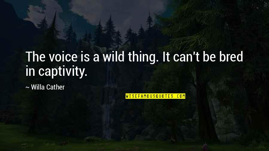Captivity Quotes By Willa Cather: The voice is a wild thing. It can't