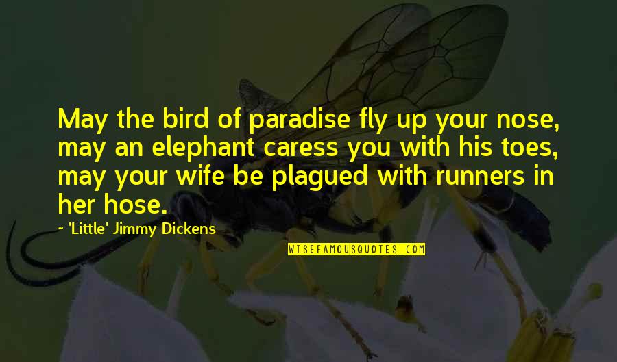 Caress Quotes By 'Little' Jimmy Dickens: May the bird of paradise fly up your