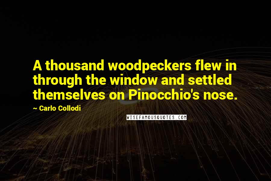 Carlo Collodi quotes: A thousand woodpeckers flew in through the window and settled themselves on Pinocchio's nose.