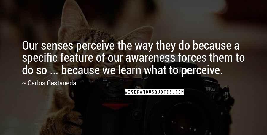 Carlos Castaneda quotes: Our senses perceive the way they do because a specific feature of our awareness forces them to do so ... because we learn what to perceive. Carlos Castaneda quotes: Our senses perceive the way they do because a specific feature of our awareness forces them to do so ... because we learn what to perceive.