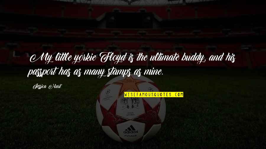Carolina Kluft Quotes By Jessica Hart: My little yorkie Floyd is the ultimate buddy, Carolina Kluft Quotes By Jessica Hart: My little yorkie Floyd is the ultimate buddy,