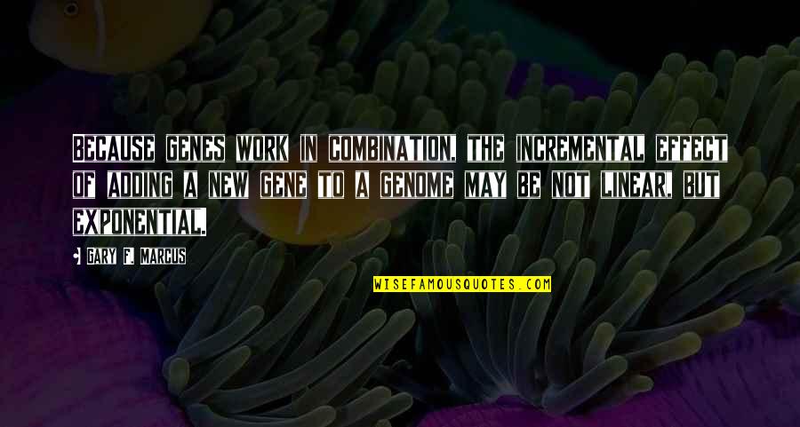Carpaccio Middlesex Quotes By Gary F. Marcus: Because genes work in combination, the incremental effect Carpaccio Middlesex Quotes By Gary F. Marcus: Because genes work in combination, the incremental effect