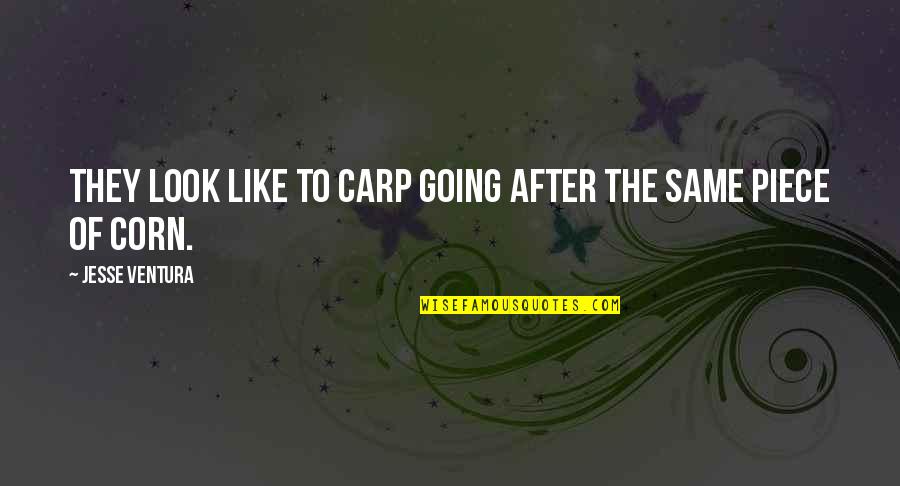 Carp's Quotes By Jesse Ventura: They look like to carp going after the Carp's Quotes By Jesse Ventura: They look like to carp going after the