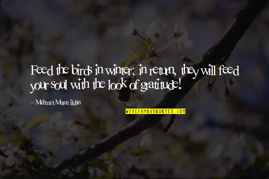 Carrillos Clovis Quotes By Mehmet Murat Ildan: Feed the birds in winter; in return, they Carrillos Clovis Quotes By Mehmet Murat Ildan: Feed the birds in winter; in return, they
