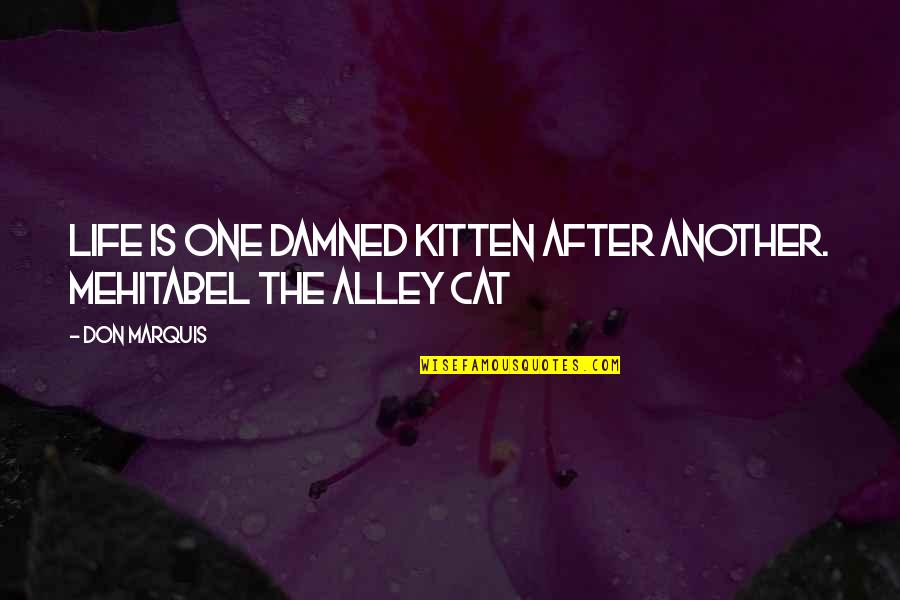 Cat And Kitten Quotes By Don Marquis: Life is one damned kitten after another. Mehitabel