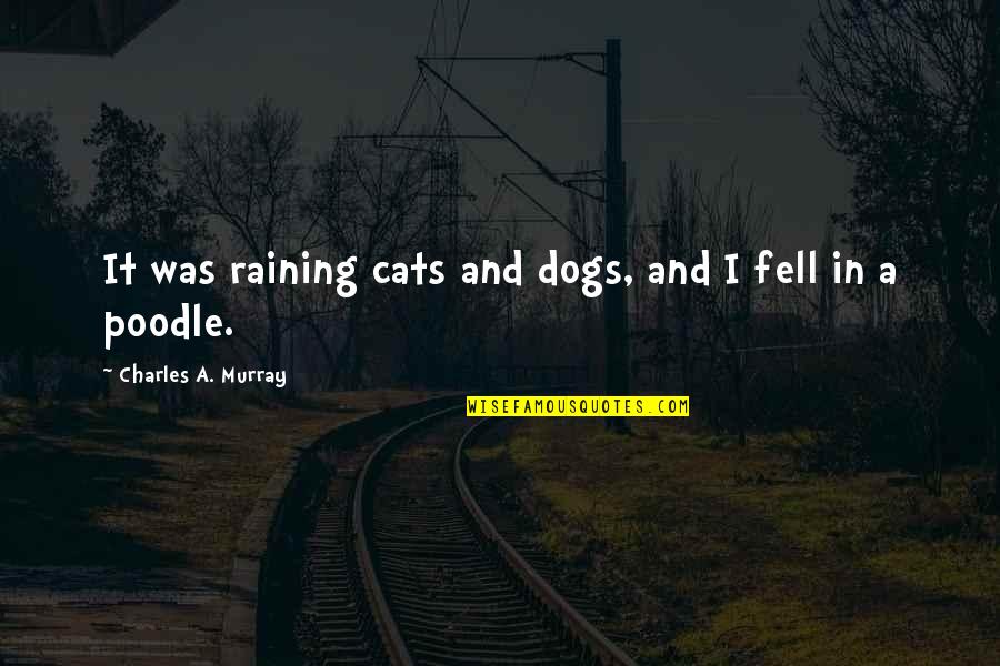 Cat In The Rain Quotes By Charles A. Murray: It was raining cats and dogs, and I