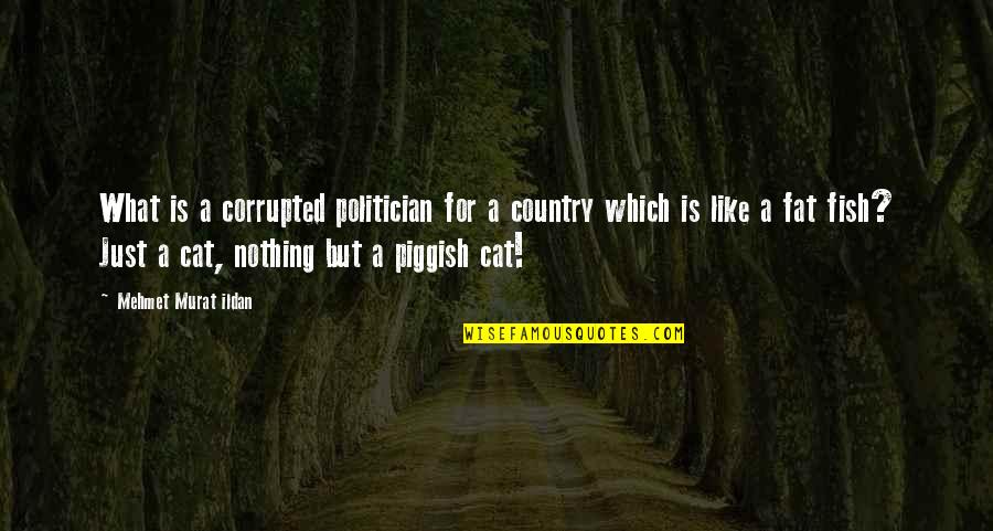 Cat Like Quotes By Mehmet Murat Ildan: What is a corrupted politician for a country
