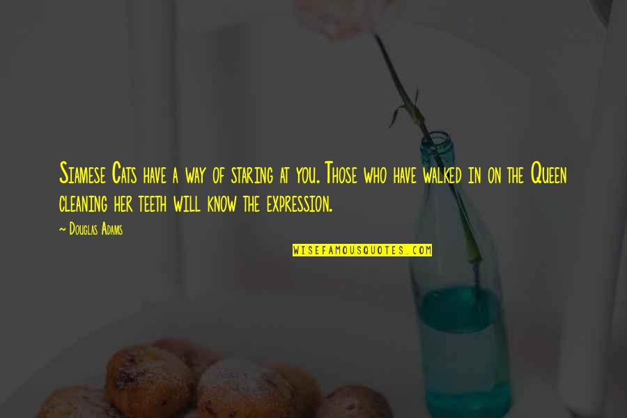 Cat Teeth Quotes By Douglas Adams: Siamese Cats have a way of staring at Cat Teeth Quotes By Douglas Adams: Siamese Cats have a way of staring at