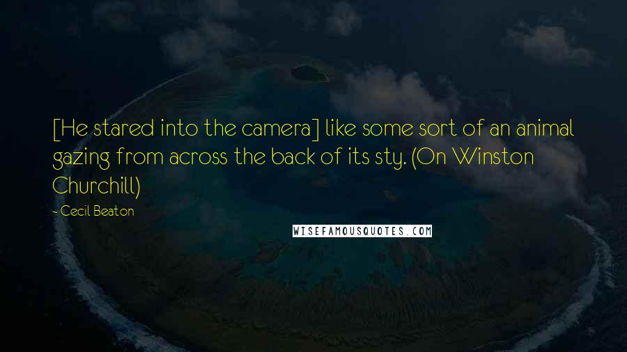 Cecil Beaton quotes: [He stared into the camera] like some sort of an animal gazing from across the back of its sty. (On Winston Churchill)