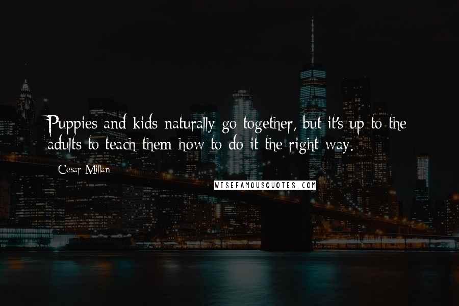 Cesar Millan quotes: Puppies and kids naturally go together, but it's up to the adults to teach them how to do it the right way.