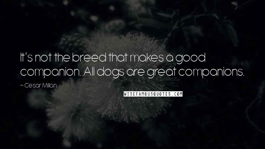 Cesar Millan quotes: It's not the breed that makes a good companion. All dogs are great companions.