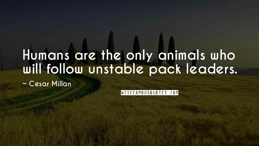 Cesar Millan quotes: Humans are the only animals who will follow unstable pack leaders.