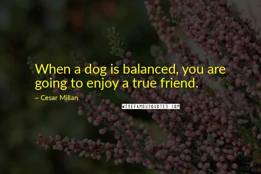 Cesar Millan quotes: When a dog is balanced, you are going to enjoy a true friend.