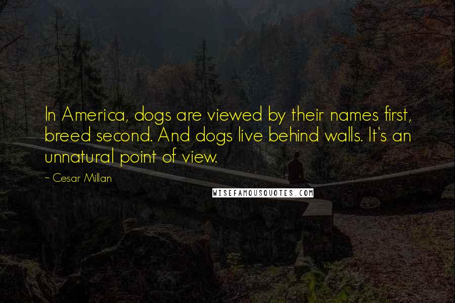 Cesar Millan quotes: In America, dogs are viewed by their names first, breed second. And dogs live behind walls. It's an unnatural point of view.