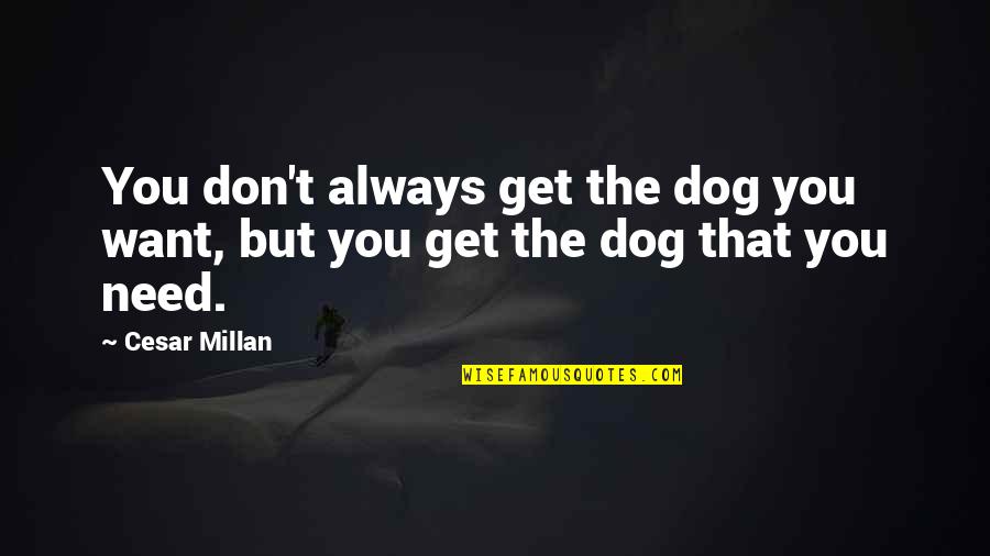 Cesar Millan Quotes By Cesar Millan: You don't always get the dog you want,