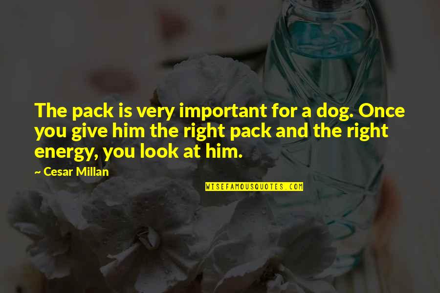 Cesar Millan Quotes By Cesar Millan: The pack is very important for a dog.