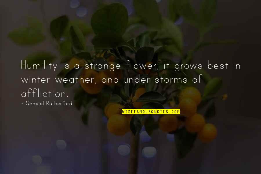 Chalking Paint Quotes By Samuel Rutherford: Humility is a strange flower; it grows best Chalking Paint Quotes By Samuel Rutherford: Humility is a strange flower; it grows best