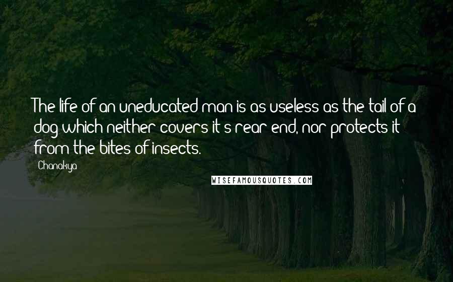 Chanakya quotes: The life of an uneducated man is as useless as the tail of a dog which neither covers it's rear end, nor protects it from the bites of insects. Chanakya quotes: The life of an uneducated man is as useless as the tail of a dog which neither covers it's rear end, nor protects it from the bites of insects.