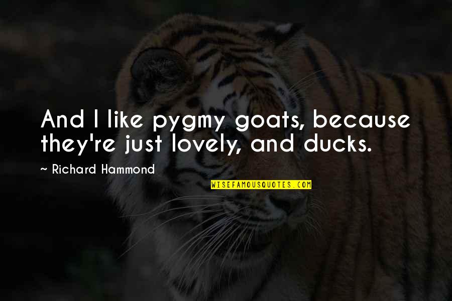 Chasing Fireflies Quotes By Richard Hammond: And I like pygmy goats, because they're just