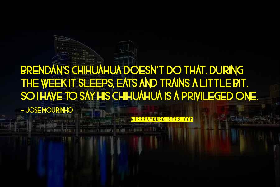 Chihuahua Quotes By Jose Mourinho: Brendan's chihuahua doesn't do that. During the week