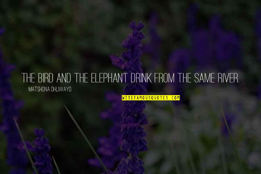 Cinta Allah Quotes By Matshona Dhliwayo: The bird and the elephant drink from the