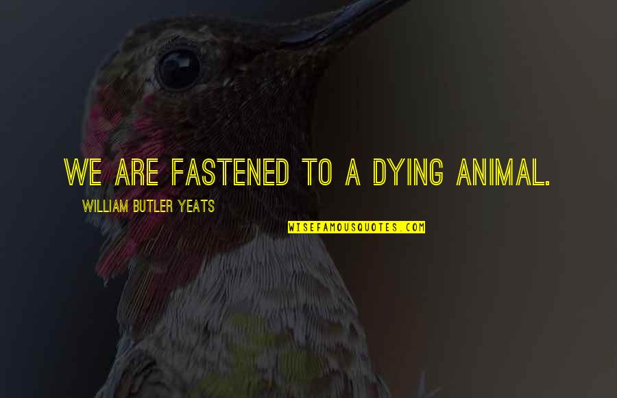 Cirello Funeral Home Quotes By William Butler Yeats: We are fastened to a dying animal. Cirello Funeral Home Quotes By William Butler Yeats: We are fastened to a dying animal.