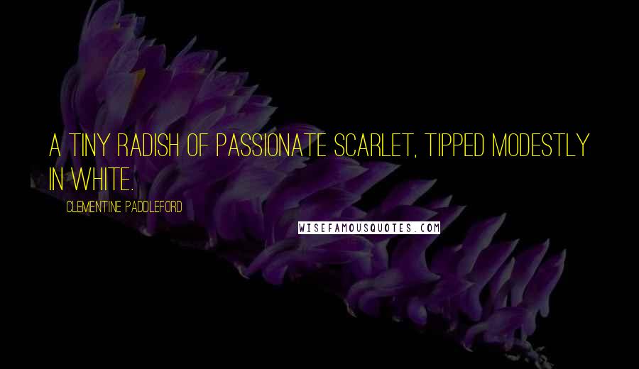 Clementine Paddleford quotes: A tiny radish of passionate scarlet, tipped modestly in white. Clementine Paddleford quotes: A tiny radish of passionate scarlet, tipped modestly in white.