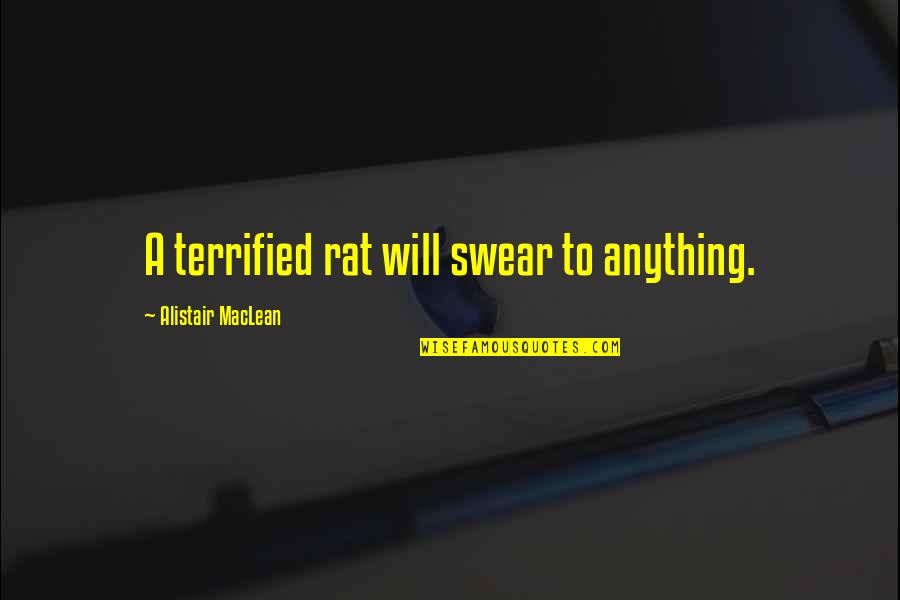 Closings Quotes By Alistair MacLean: A terrified rat will swear to anything.