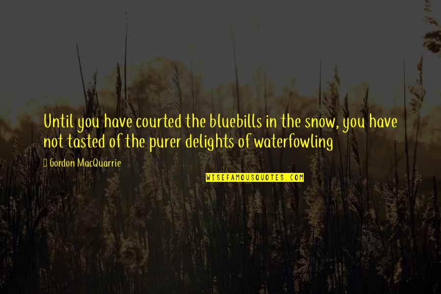 Coggs Trail Quotes By Gordon MacQuarrie: Until you have courted the bluebills in the Coggs Trail Quotes By Gordon MacQuarrie: Until you have courted the bluebills in the