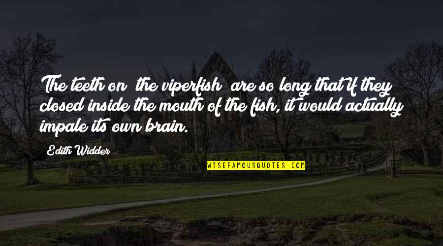 Colados De Castillos Quotes By Edith Widder: The teeth on [the viperfish] are so long