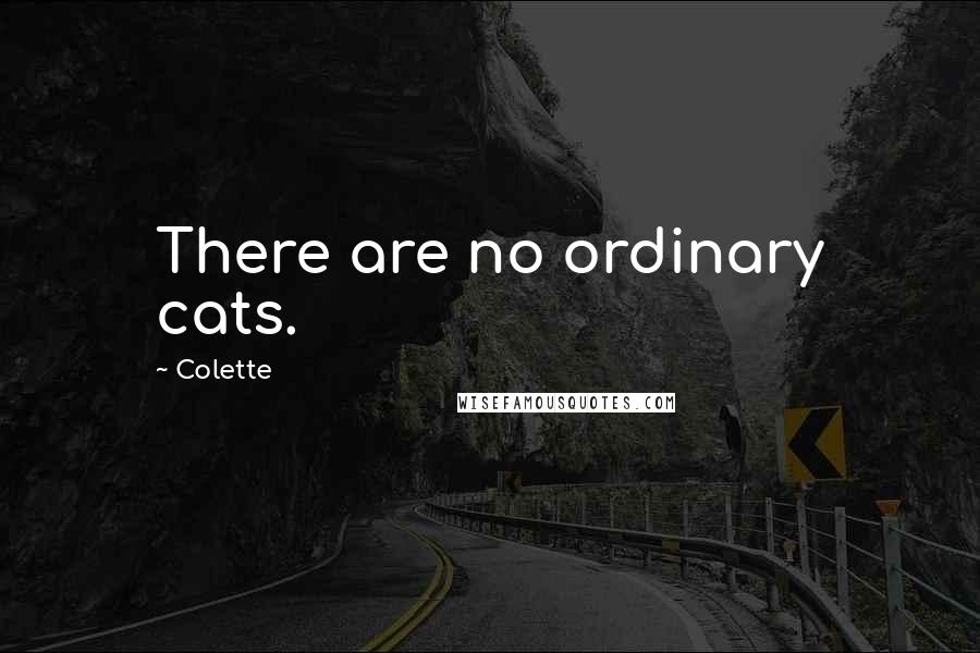 Colette quotes: There are no ordinary cats.